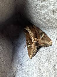 Attēlu rezultāti vaicājumam “Celaena leucostigma”