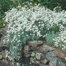 Image result for cerastium tomentosum