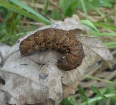 Attēlu rezultāti vaicājumam “Noctua fimbriata”