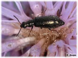 Attēlu rezultāti vaicājumam “Dasytes sp.”