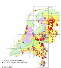 Attēlu rezultāti vaicājumam “Proutia betulina”