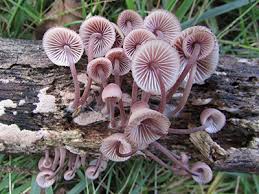 Attēlu rezultāti vaicājumam “Mycena haematopus”