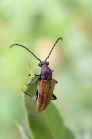 Attēlu rezultāti vaicājumam “Pseudovadonia livida”