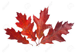 Attēlu rezultāti vaicājumam “Quercus rubra leaf”