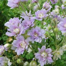Image result for Geranium `Summer Skies`