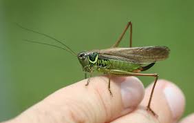 Attēlu rezultāti vaicājumam “Metrioptera roeselii”