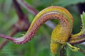 Attēlu rezultāti vaicājumam “Puccinia urticata”