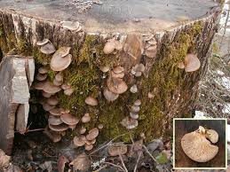 Attēlu rezultāti vaicājumam “Panellus serotinus”