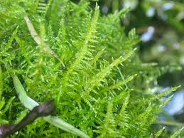 Attēlu rezultāti vaicājumam “Cratoneuron filicinum”