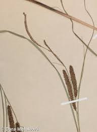 Attēlu rezultāti vaicājumam “Carex rostrata”