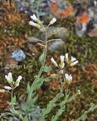 Attēlu rezultāti vaicājumam “Arabis glabra leaf”