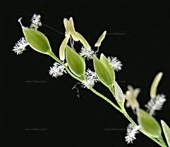 Attēlu rezultāti vaicājumam “Milium effusum flower”