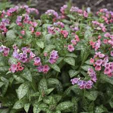 Image result for Pulmonaria officinalis
