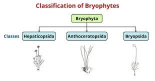 Attēlu rezultāti vaicājumam “Anthocerotopsida”