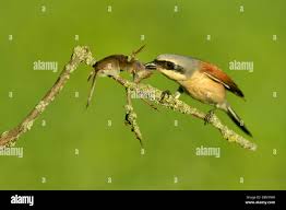 Attēlu rezultāti vaicājumam “Lanius collurio”