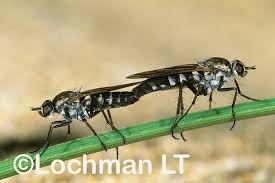 Attēlu rezultāti vaicājumam “Therevidae”