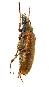 Attēlu rezultāti vaicājumam “Cortodera femorata”