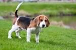 Dog On Green Meadow. Beagle Puppy Walking Royalty Free Stock Photo ...