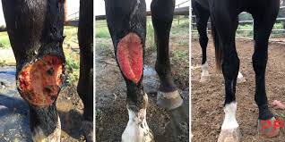 Image result for "proud flesh"