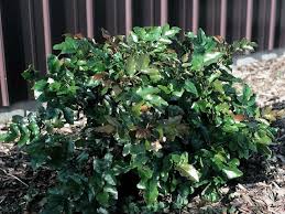 Attēlu rezultāti vaicājumam “Mahonia aquifolium”