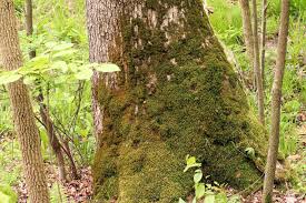 Attēlu rezultāti vaicājumam “Anomodon attenuatus”