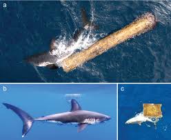 Image result for Lamna ditropis