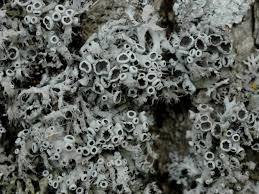 Attēlu rezultāti vaicājumam “Anaptychia ciliaris”