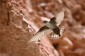 Image result for Ptyonoprogne rupestris