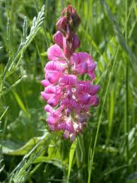 Image result for Onobrychis viciifolia