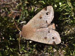 Attēlu rezultāti vaicājumam “Orthosia munda”