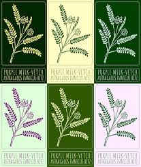 Attēlu rezultāti vaicājumam “Astragalus danicus leaf”