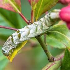 Attēlu rezultāti vaicājumam “Melanchra persicariae larva”