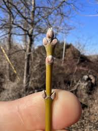 Attēlu rezultāti vaicājumam “Acer negundo bud”