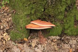 Attēlu rezultāti vaicājumam “Fistulina hepatica”