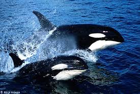 Image result for Orcinus orca