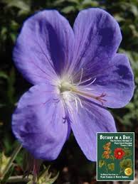 Attēlu rezultāti vaicājumam “Geraniaceae”