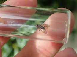 Attēlu rezultāti vaicājumam “Platypezidae”