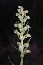 Attēlu rezultāti vaicājumam “Coeloglossum viride flower”
