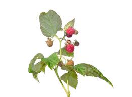 Attēlu rezultāti vaicājumam “Rubus idaeus fruit”