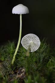 Attēlu rezultāti vaicājumam “Mycena epipterygia”