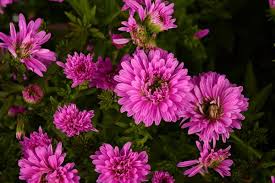 Image result for Aster novi-belgii