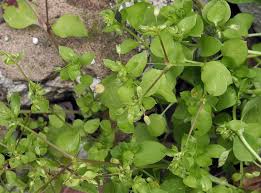Attēlu rezultāti vaicājumam “Stellaria pallida”