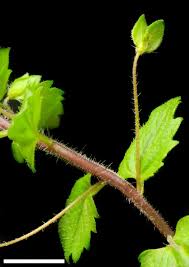 Attēlu rezultāti vaicājumam “Veronica persica leaf”