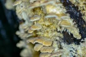 Attēlu rezultāti vaicājumam “Antrodiella semisupina”