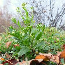 Attēlu rezultāti vaicājumam “Thlaspi arvense”