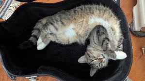 Image result for Cat sleeping in guitar