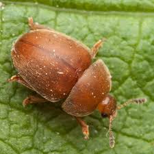 Attēlu rezultāti vaicājumam “Cychramus luteus”