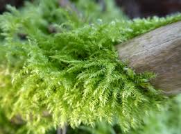 Attēlu rezultāti vaicājumam “Pseudotaxiphyllum elegans macro”