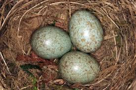Attēlu rezultāti vaicājumam “Turdus merula eggs”