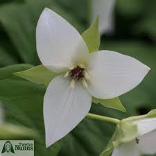 Attēlu rezultāti vaicājumam “Anemone x lipsiensis leaf”